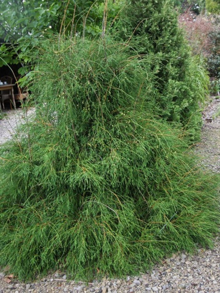 Туя западная Филиформис (Filiformis) купить с доставкой