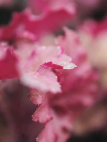 Гейхера Фибис Блаш (Phoebes Blush) купить с доставкой