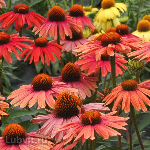 Эхинацея Мама Мия (Mama Mia) купить с доставкой