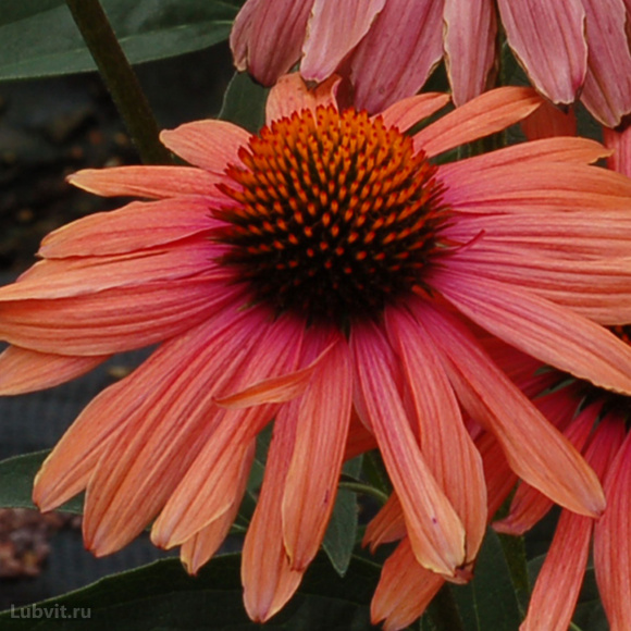 Эхинацея Мама Мия (Mama Mia) купить с доставкой