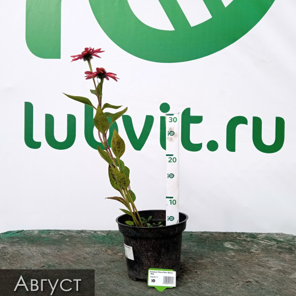 Эхинацея Мама Мия (Mama Mia) купить с доставкой