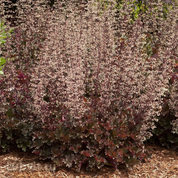 Гейхера Кримсон Керлз (Crimson Curls) купить с доставкой