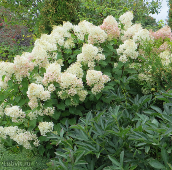 Гортензия Сильвер Доллар (Silver Dollar) метельчатая купить с доставкой