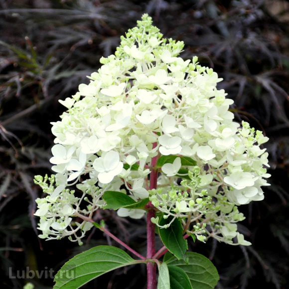 Гортензия Сильвер Доллар (Silver Dollar) метельчатая купить с доставкой