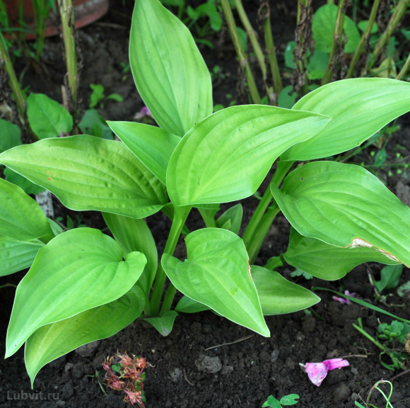 Хоста Афродита (Aphrodite) [M] купить с доставкой