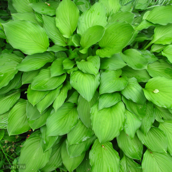 Хоста Афродита (Aphrodite) [M] купить с доставкой