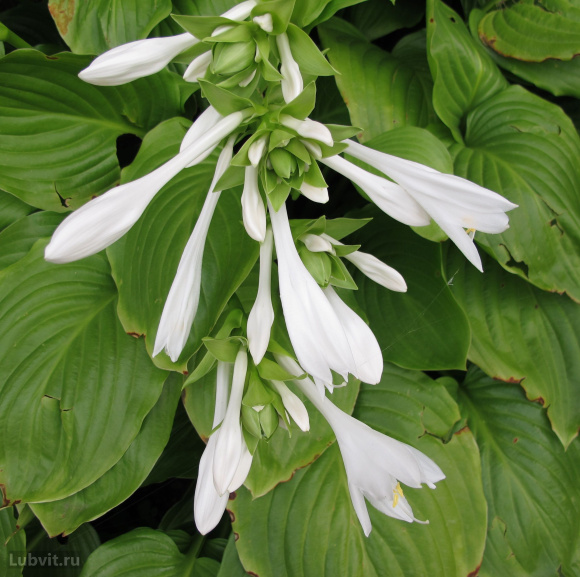 Хоста Афродита (Aphrodite) [M] купить с доставкой