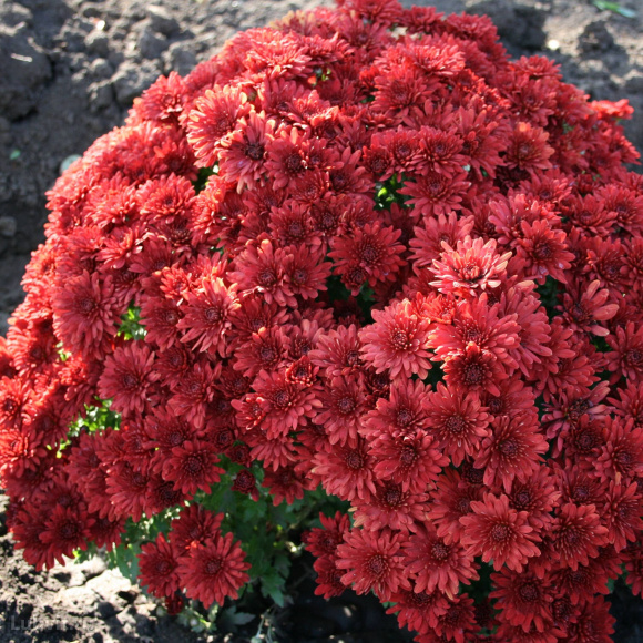 Хризантема корейская Резея купить с доставкой