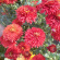 Хризантема корейская Резея купить с доставкой