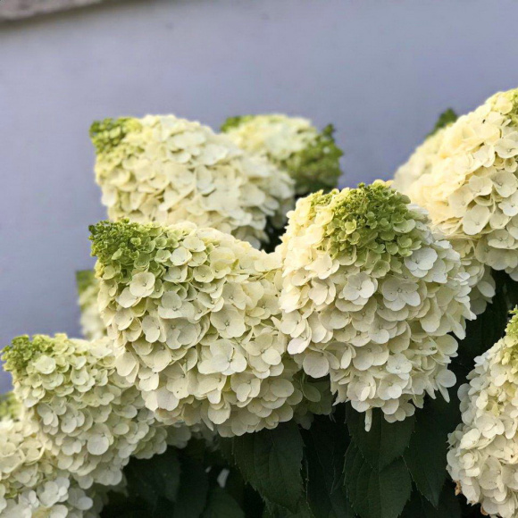 Гортензия Мэджикал Монблан (Magical Mont Blanc) метельчатая купить с доставкой