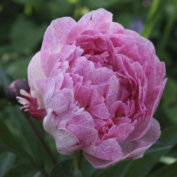 Пион Питертье Фринд Вагенаар (Pietertje Vriend Wagenaar) купить с доставкой