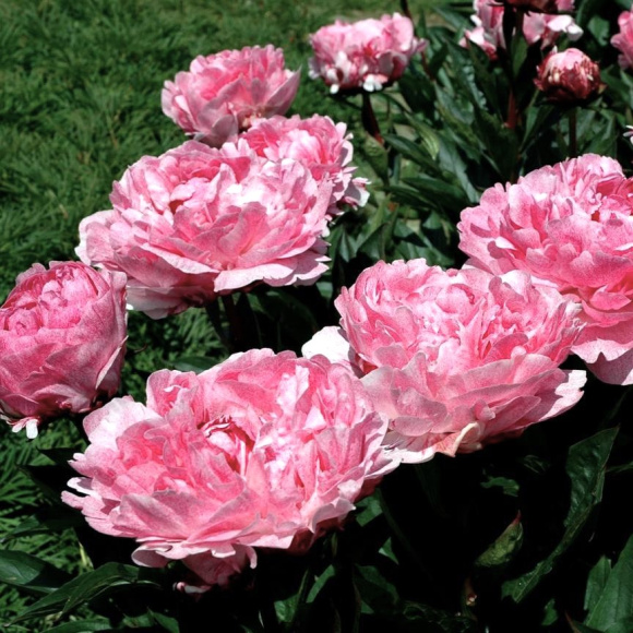 Пион Питертье Фринд Вагенаар (Pietertje Vriend Wagenaar) купить с доставкой