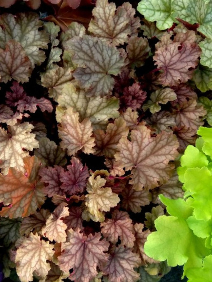 Гейхера Ворлд Кафе Амаретто (World Caffe Amaretto) купить с доставкой