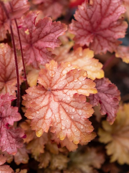 Гейхера Ворлд Кафе Амаретто (World Caffe Amaretto) купить с доставкой