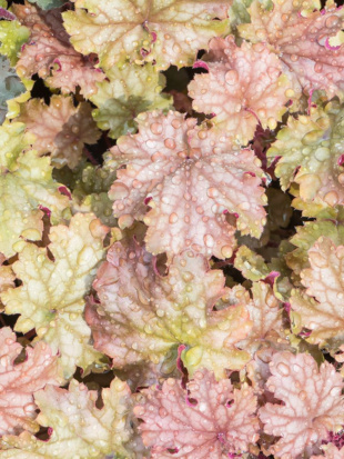 Гейхера Ворлд Кафе Амаретто (World Caffe Amaretto)