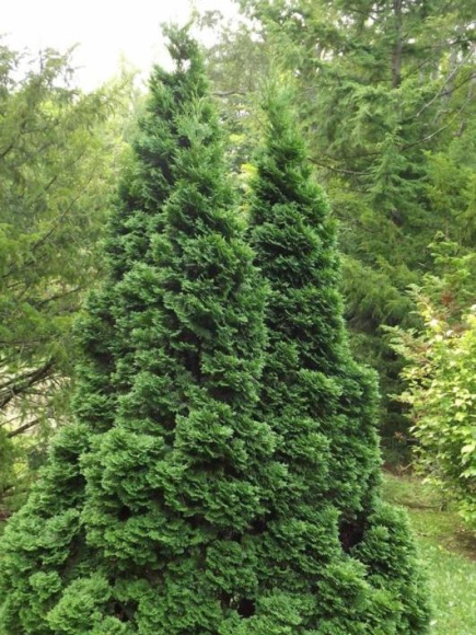 Туя западная Холмструп (Holmstrup) купить с доставкой