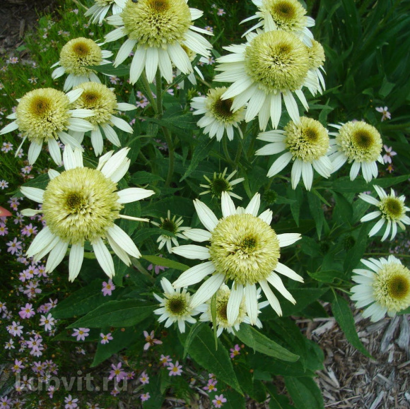 Эхинацея Ханидью (Honeydew) купить с доставкой