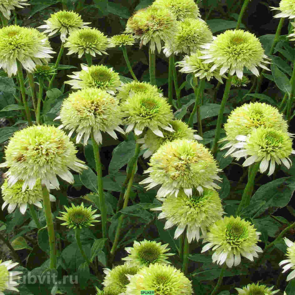 Эхинацея Ханидью (Honeydew) купить с доставкой