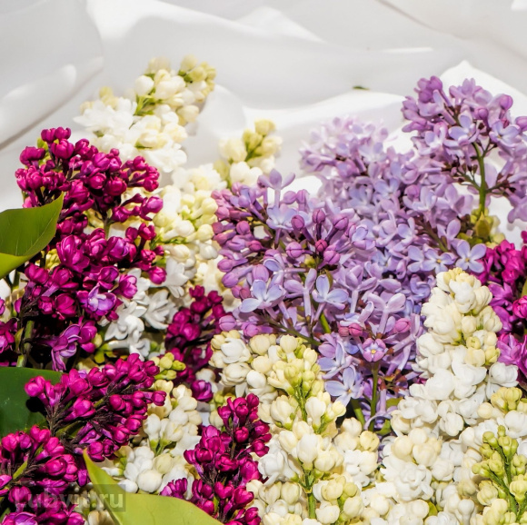 Сирень Ассортимент купить с доставкой