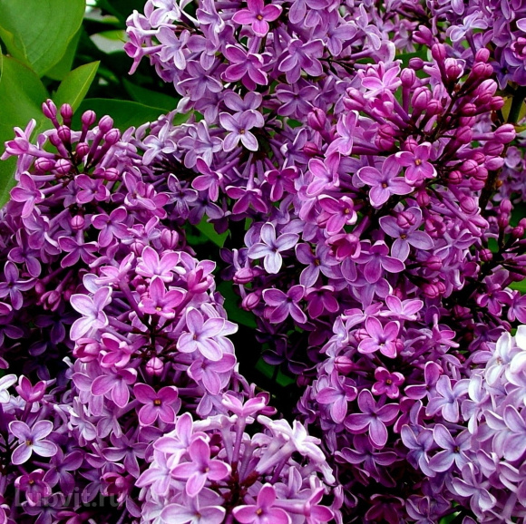 Сирень Ассортимент купить с доставкой