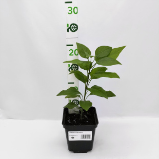 Сирень Ассортимент