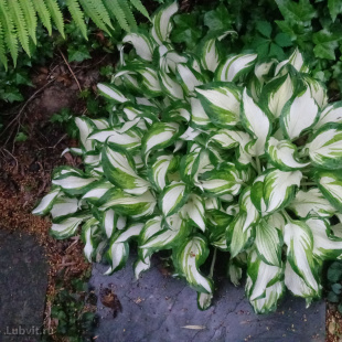 Хоста Медиовариегата (Mediovariegata) [M]