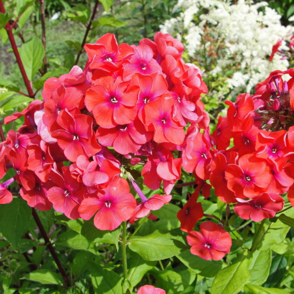 Флокс Фламенко (Flamenko) купить с доставкой