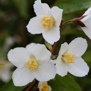 Чубушник Старбрайт (Starbright)