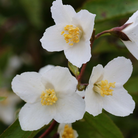 Чубушник Старбрайт (Starbright) купить с доставкой