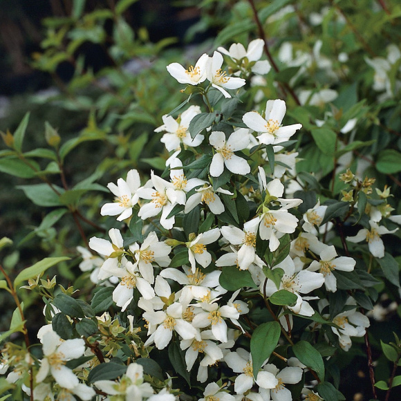 Чубушник Старбрайт (Starbright) купить с доставкой