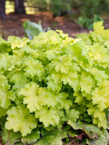Гейхера Лемон Лав (Lemon Love) купить с доставкой