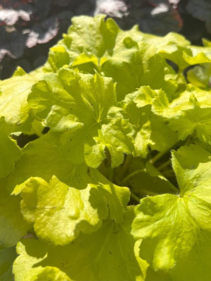 Гейхера Лемон Лав (Lemon Love) купить с доставкой