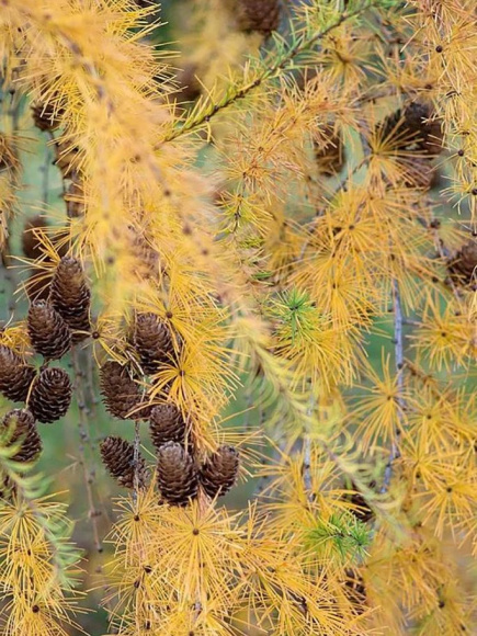 Лиственница (Larix) купить с доставкой