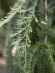 Лиственница (Larix) купить с доставкой