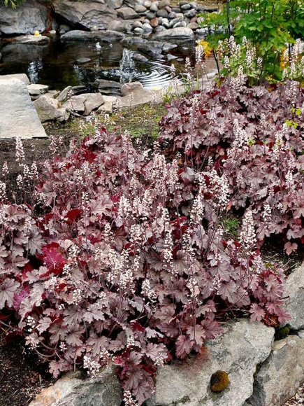 Гейхерелла Плам Каскад (Plum Cascade) купить с доставкой