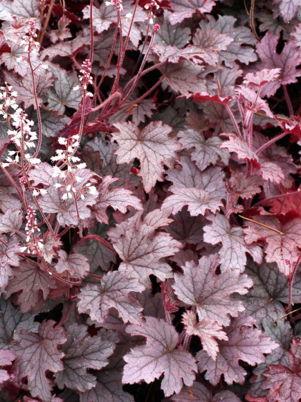 Гейхерелла Плам Каскад (Plum Cascade) купить с доставкой