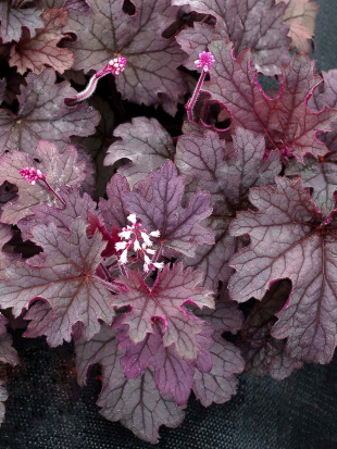 Гейхерелла Плам Каскад (Plum Cascade)
