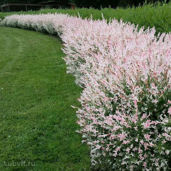 Ива Хакуро Нишики (Hakuro Nishiki) купить с доставкой