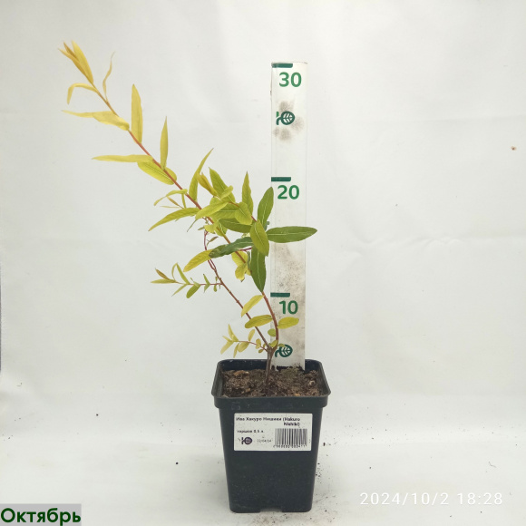 Ива Хакуро Нишики (Hakuro Nishiki) купить с доставкой