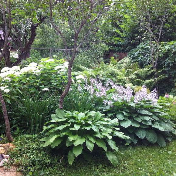 Хоста Ханибеллз (Honeybells) [L] купить с доставкой