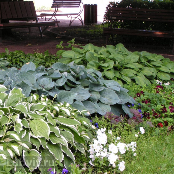 Хоста Ханибеллз (Honeybells) [L] купить с доставкой