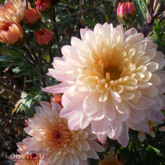 Хризантема корейская Эверест купить с доставкой