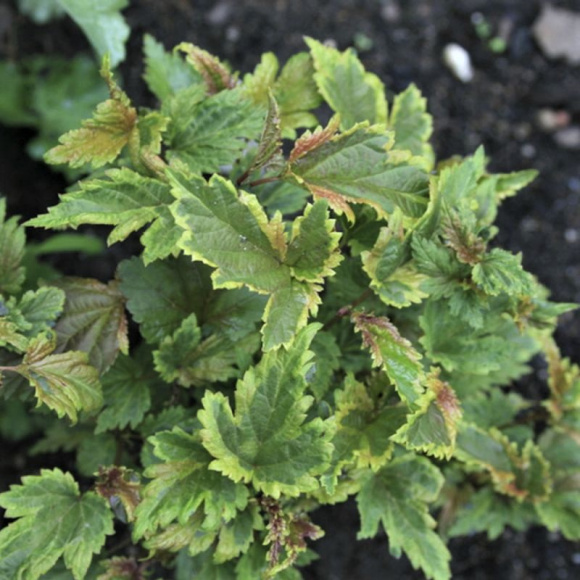 Пузыреплодник Хамелеон (Chameleon) купить с доставкой