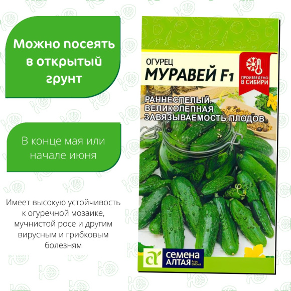Огурец Муравей [Семена алтая] купить с доставкой