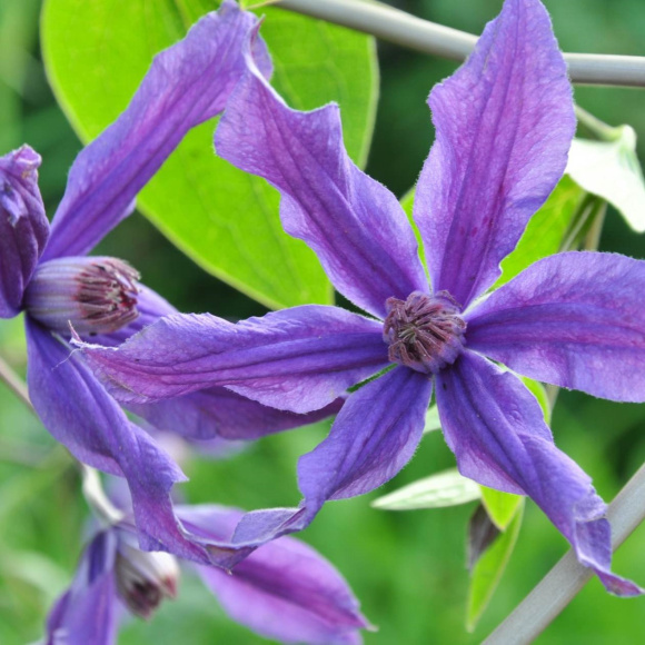 Клематис Сизая Птица (Sizaia Ptitsa) купить с доставкой