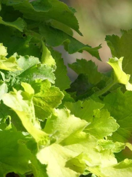 Гейхера Лимон Динозавр (Lemon Dinosaur) купить с доставкой