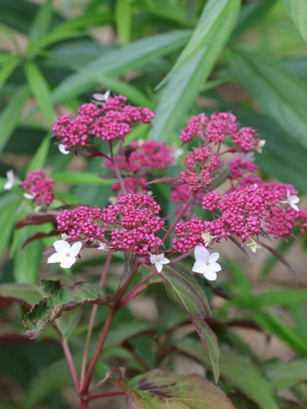 Гортензия Розмари Фостер (Rosemary Foster) шершавая купить с доставкой