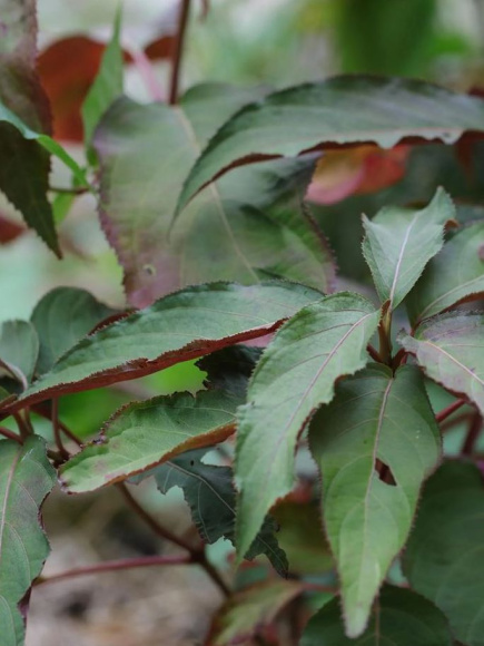 Гортензия Розмари Фостер (Rosemary Foster) шершавая купить с доставкой