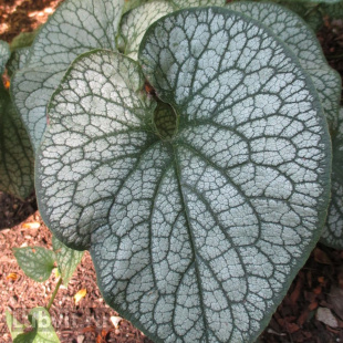 Бруннера Джек Фрост (Jack Frost)