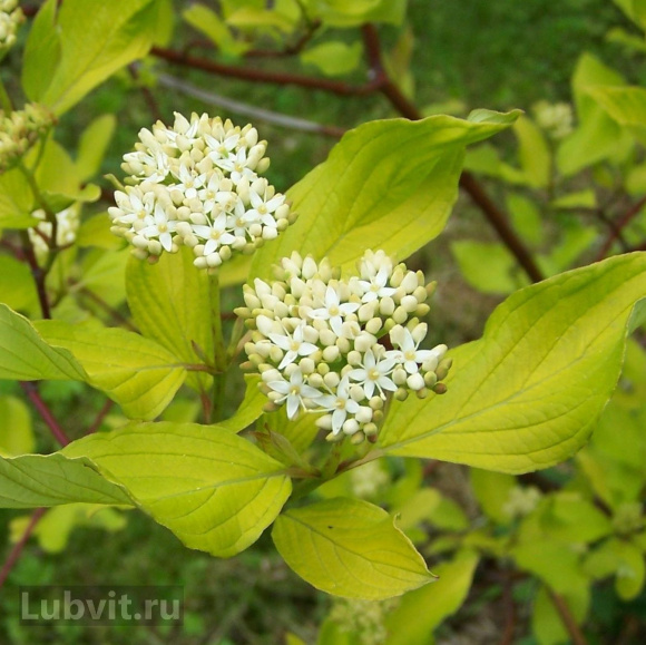Дерен Гоучаулти (Gouchaultii) купить с доставкой
